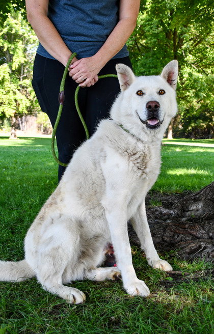 dog-image