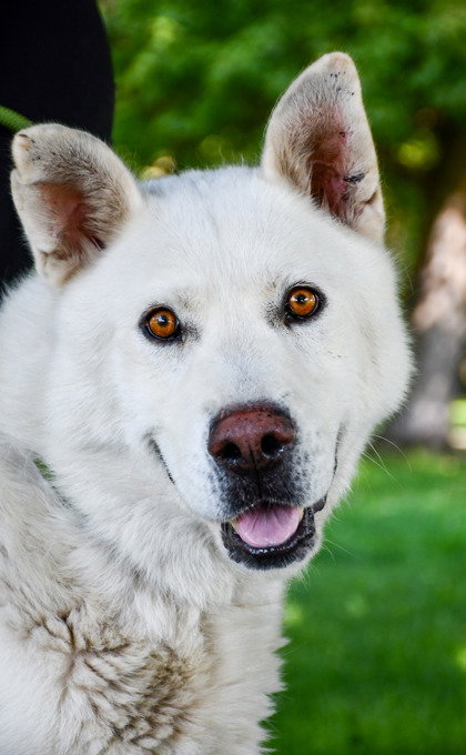dog-image