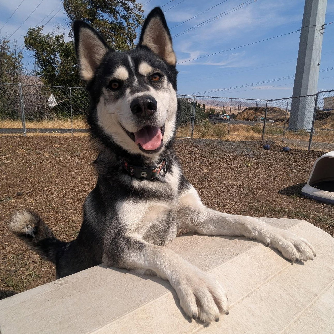 dog-image