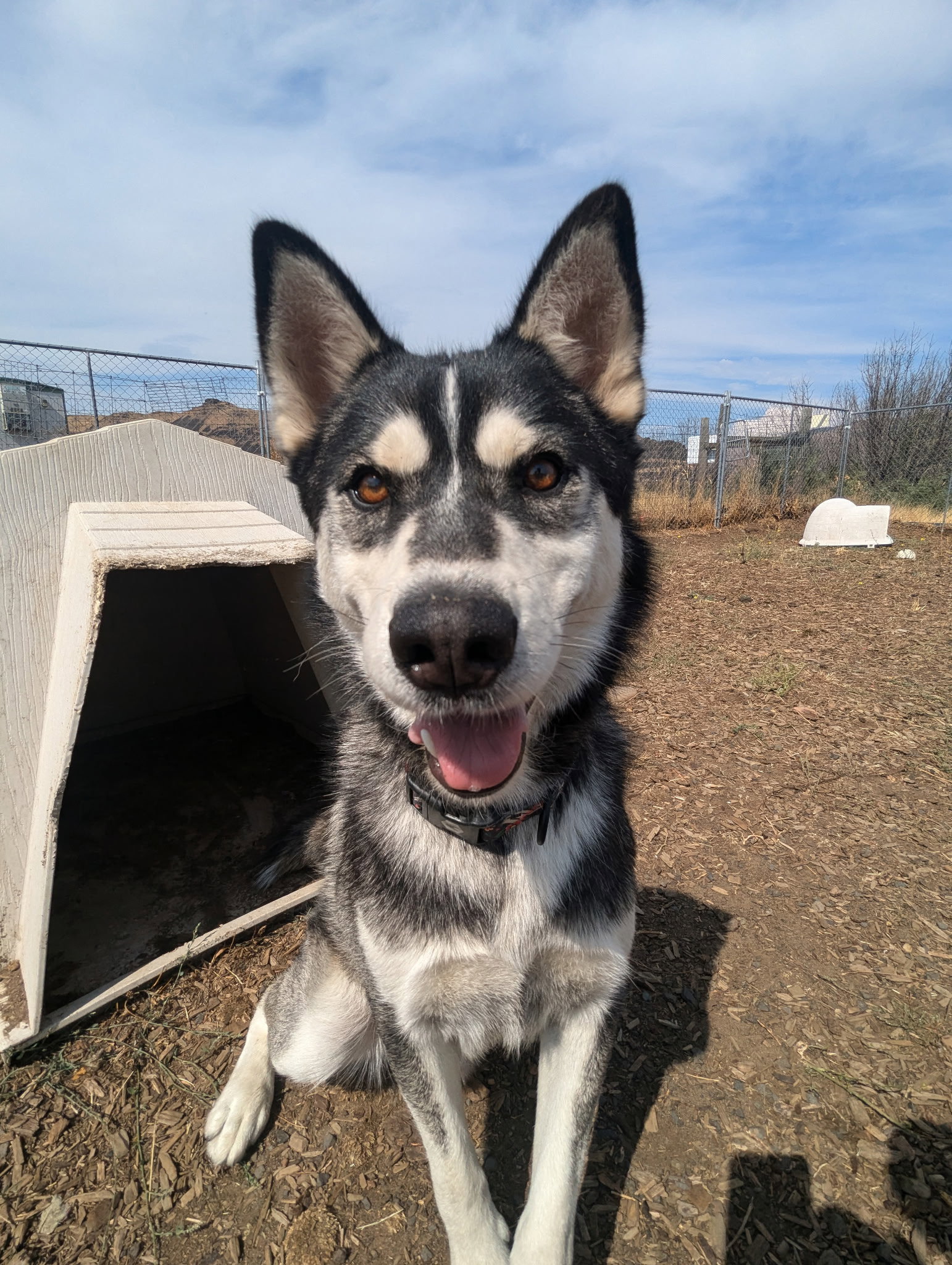 dog-image