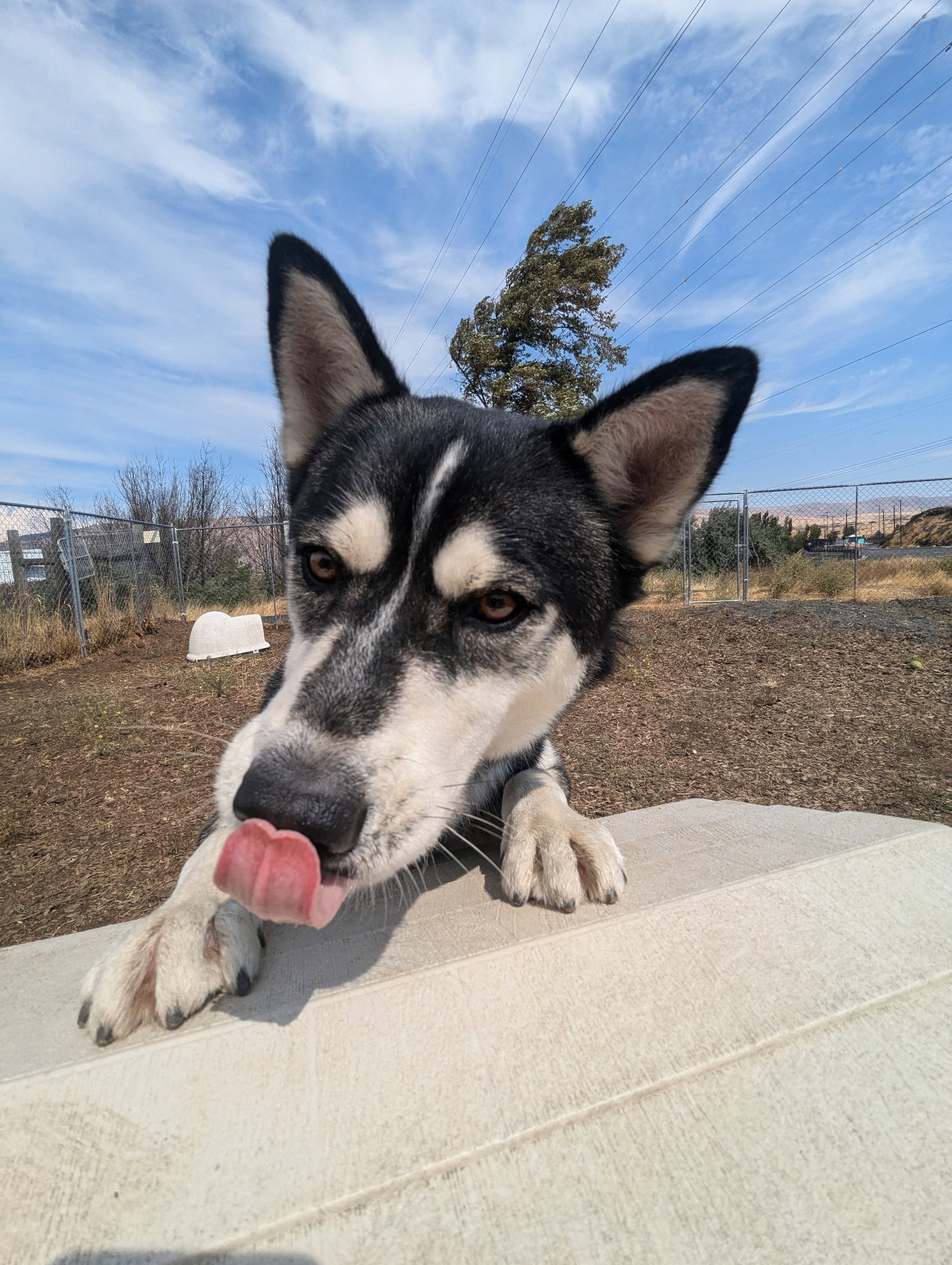 dog-image