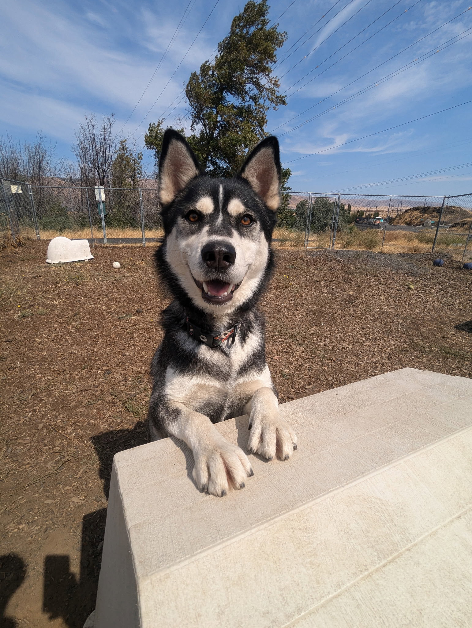 dog-image