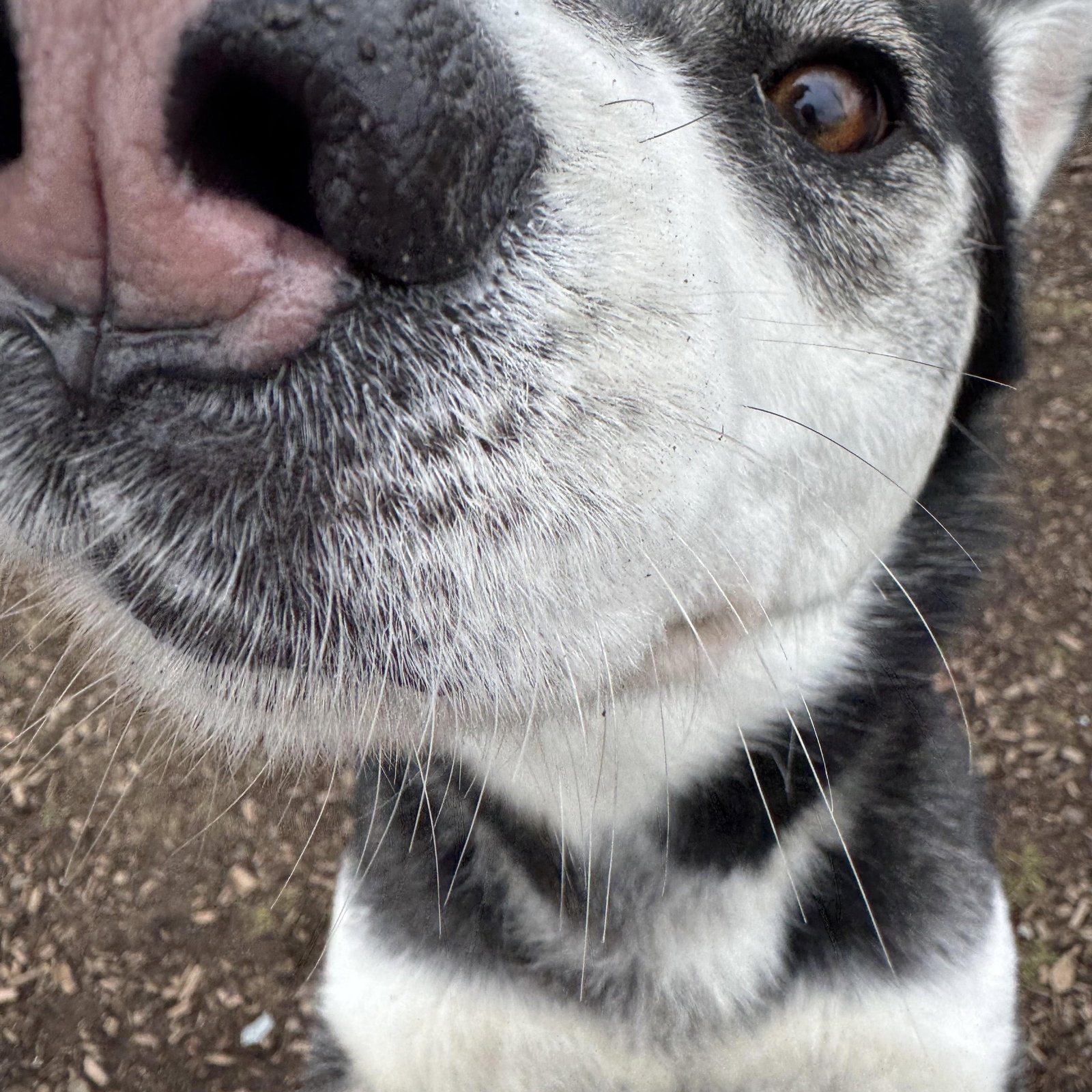 dog-image