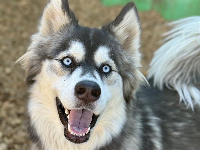 NIKITA (Courtesy Listing)