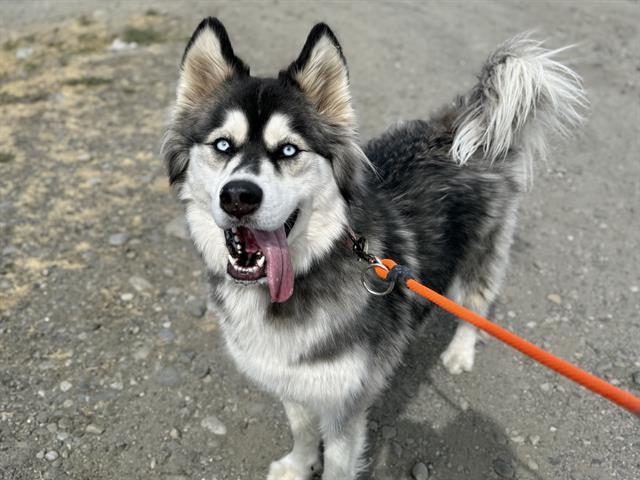 dog-image