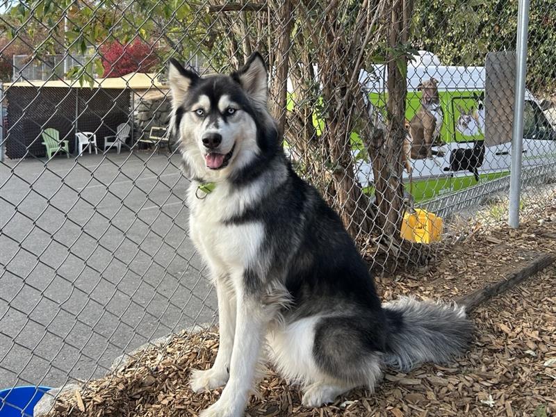 dog-image