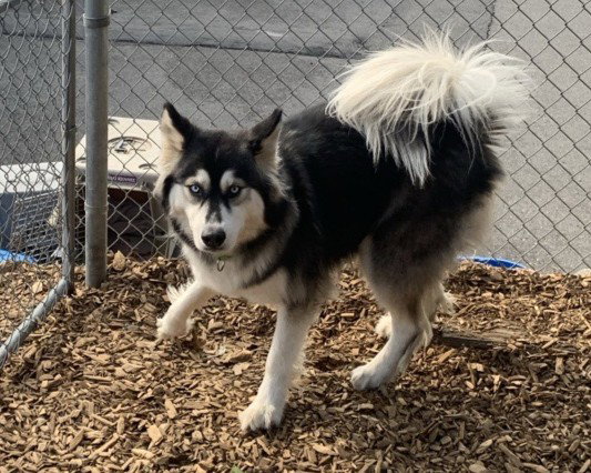 dog-image