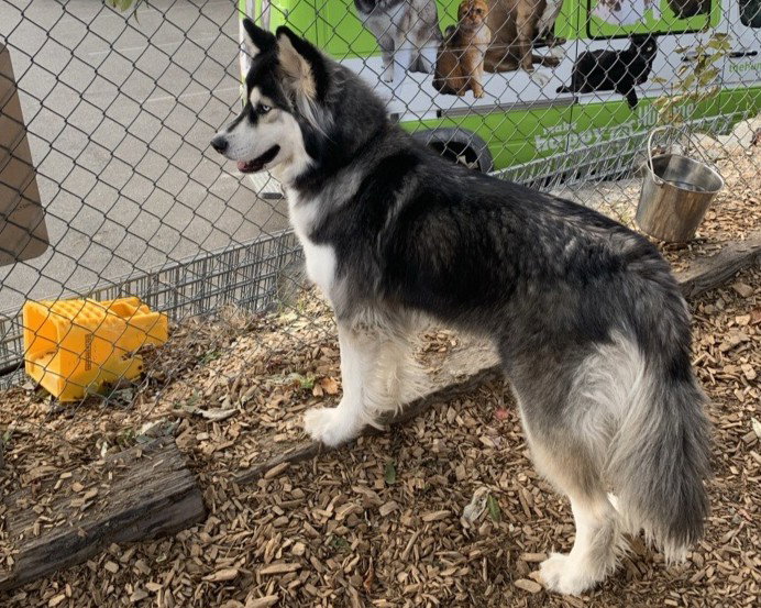 dog-image