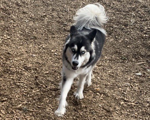 dog-image