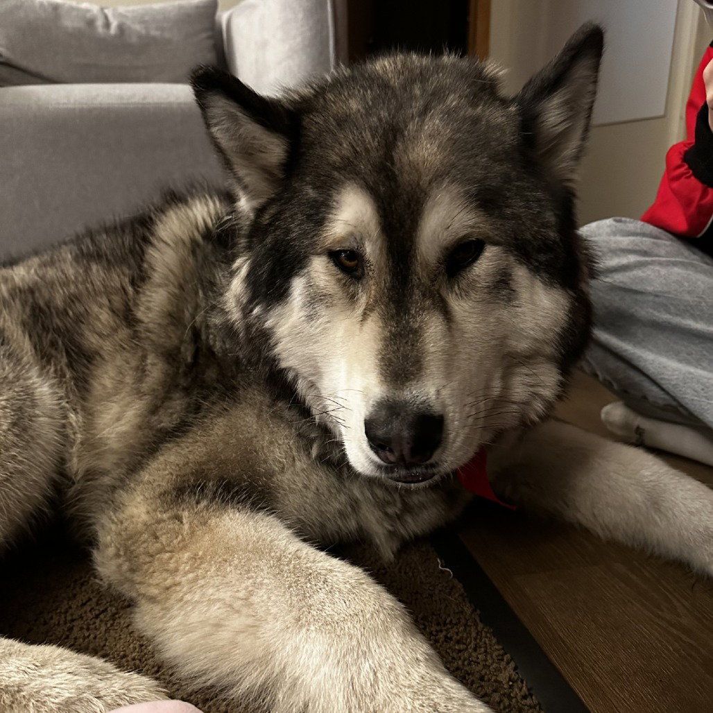 dog-image