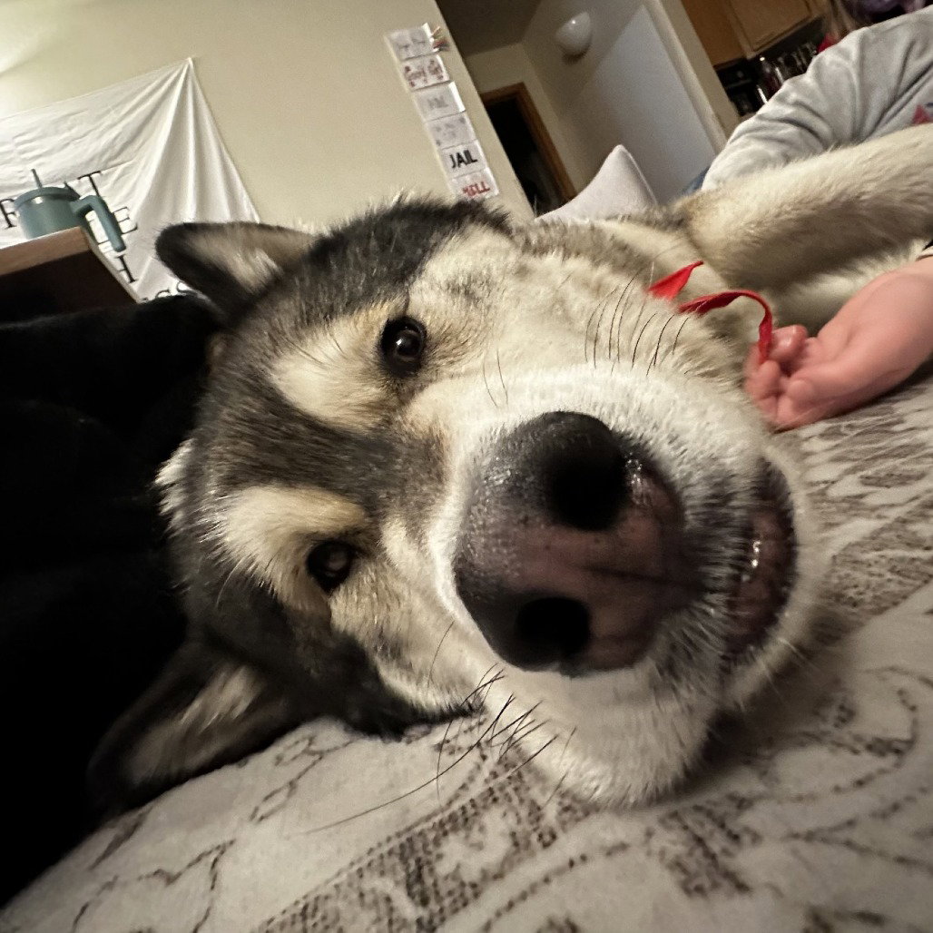 dog-image