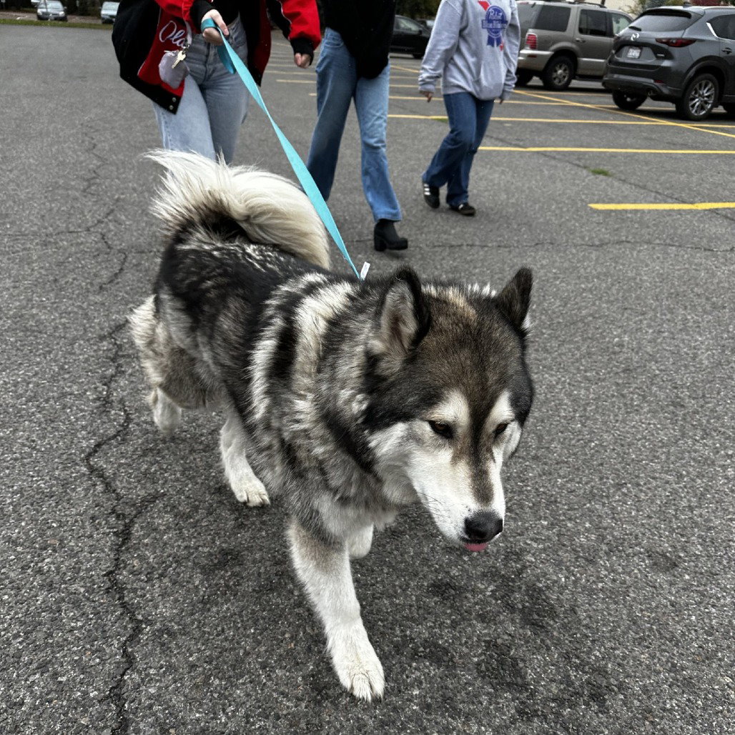 dog-image