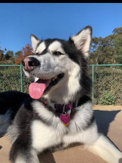 dog-image