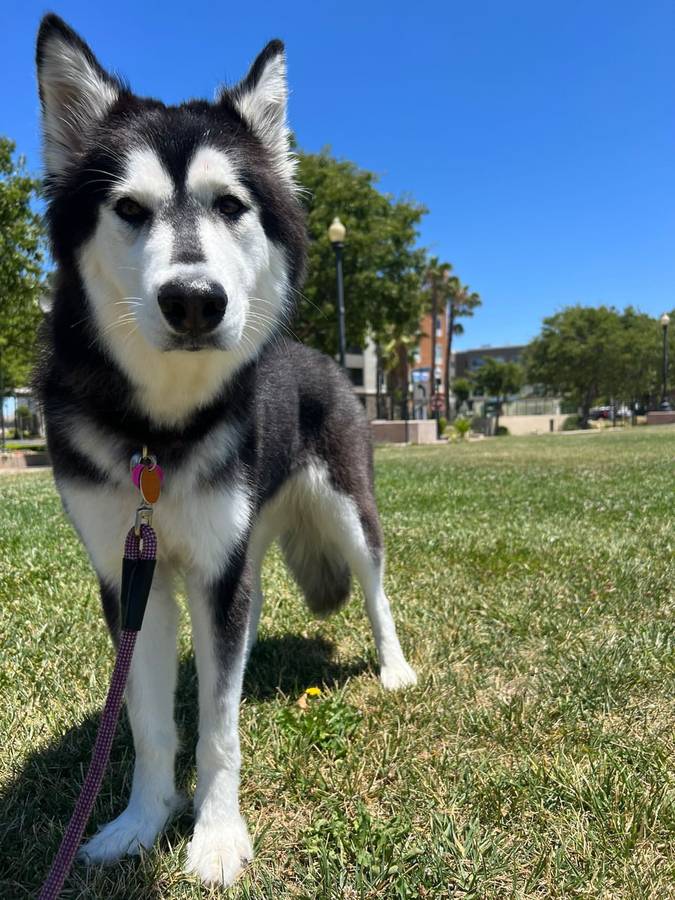 dog-image
