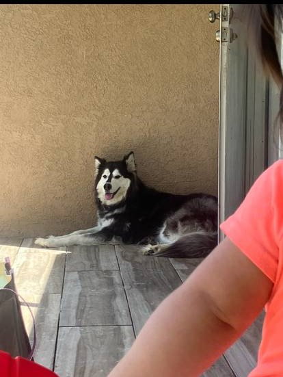 dog-image