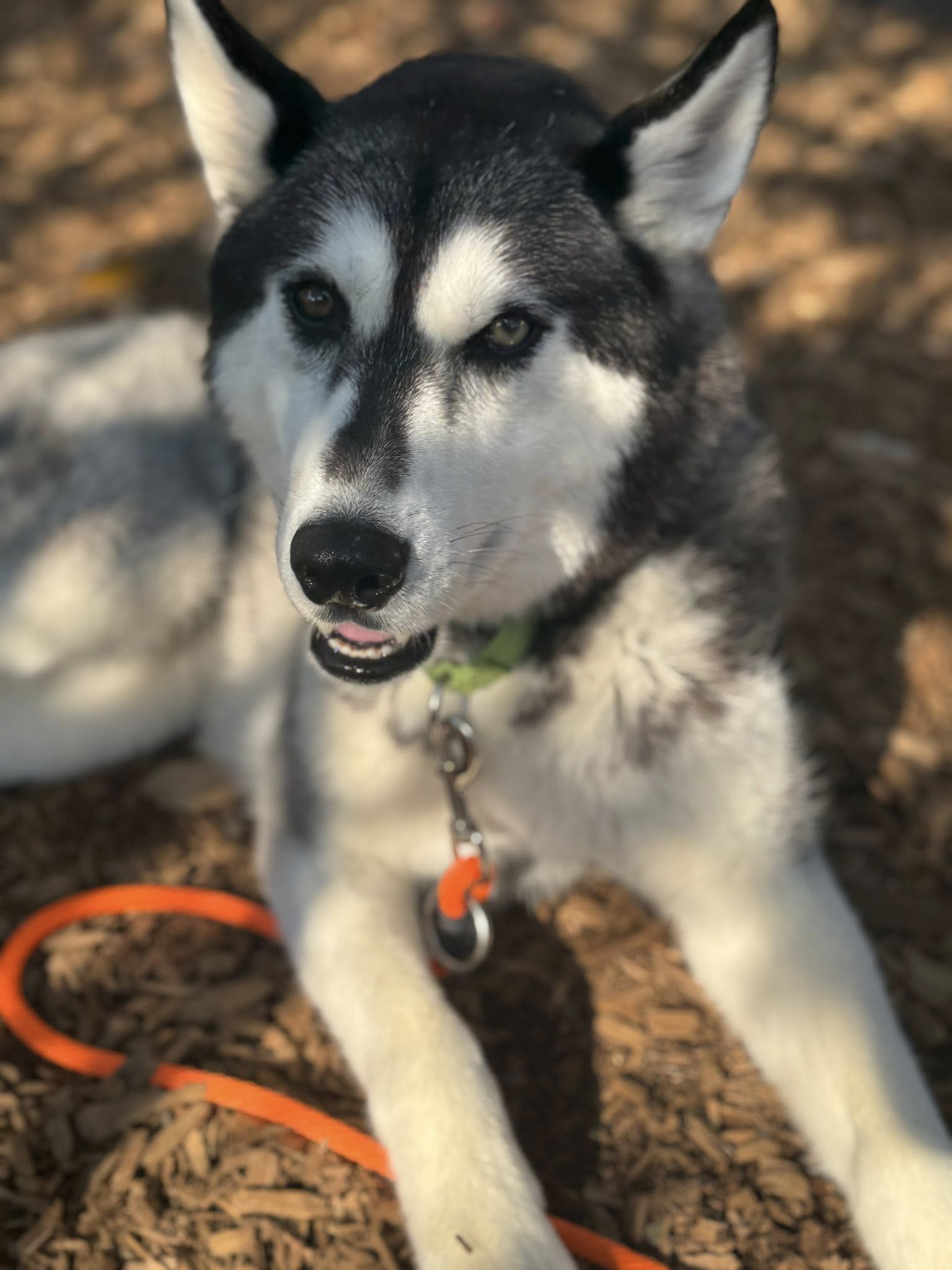dog-image