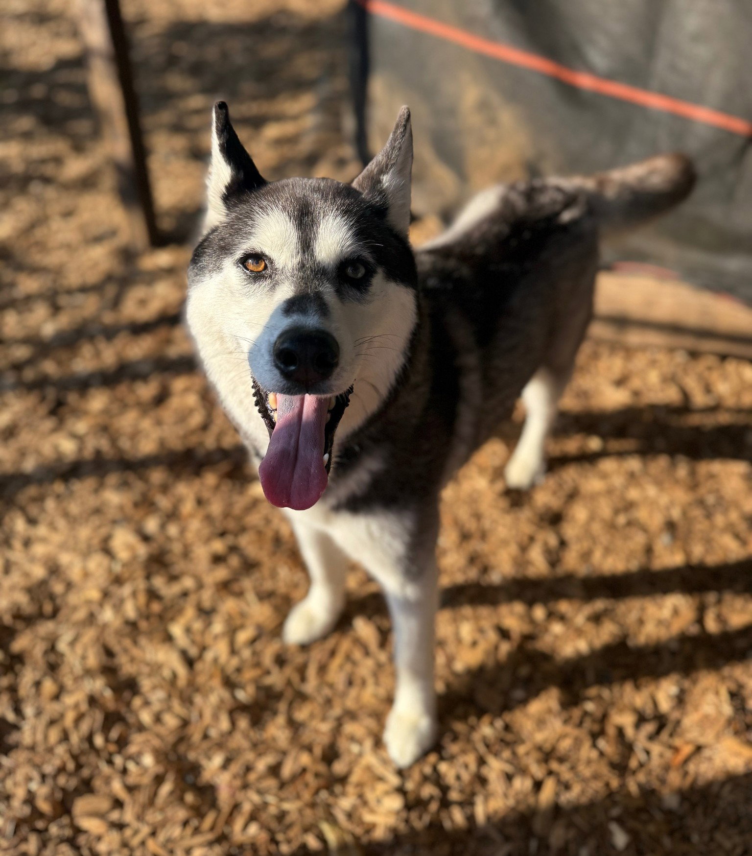 dog-image