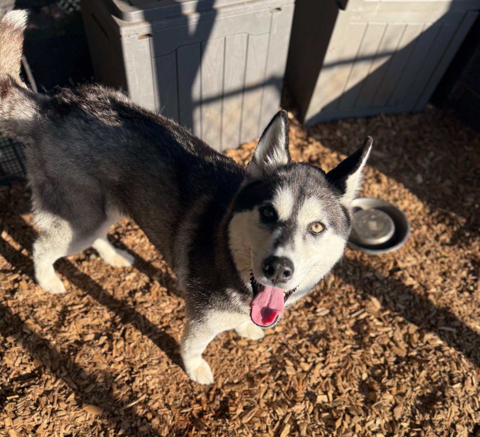 dog-image