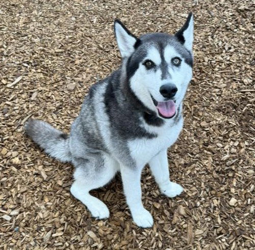 dog-image