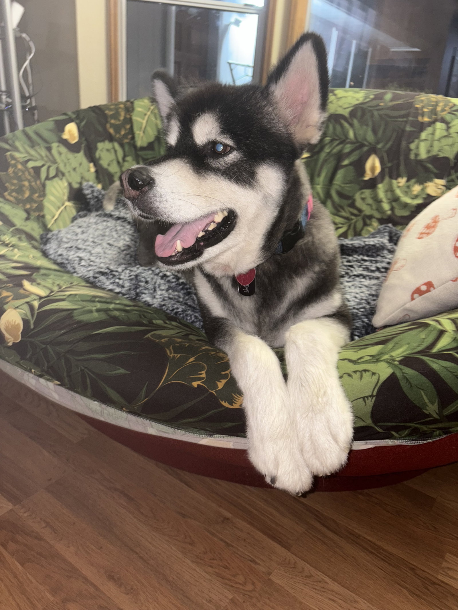 dog-image