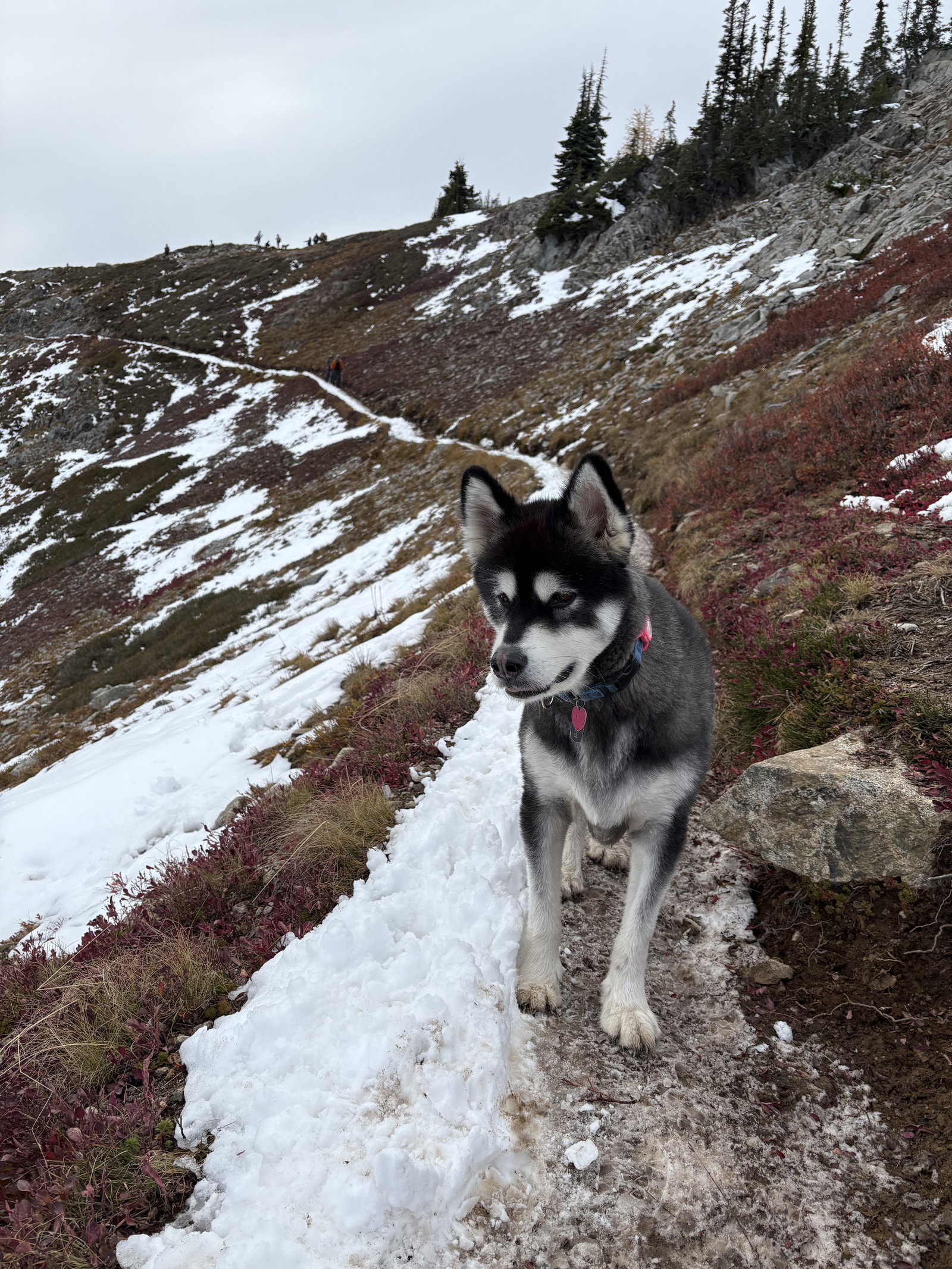 dog-image