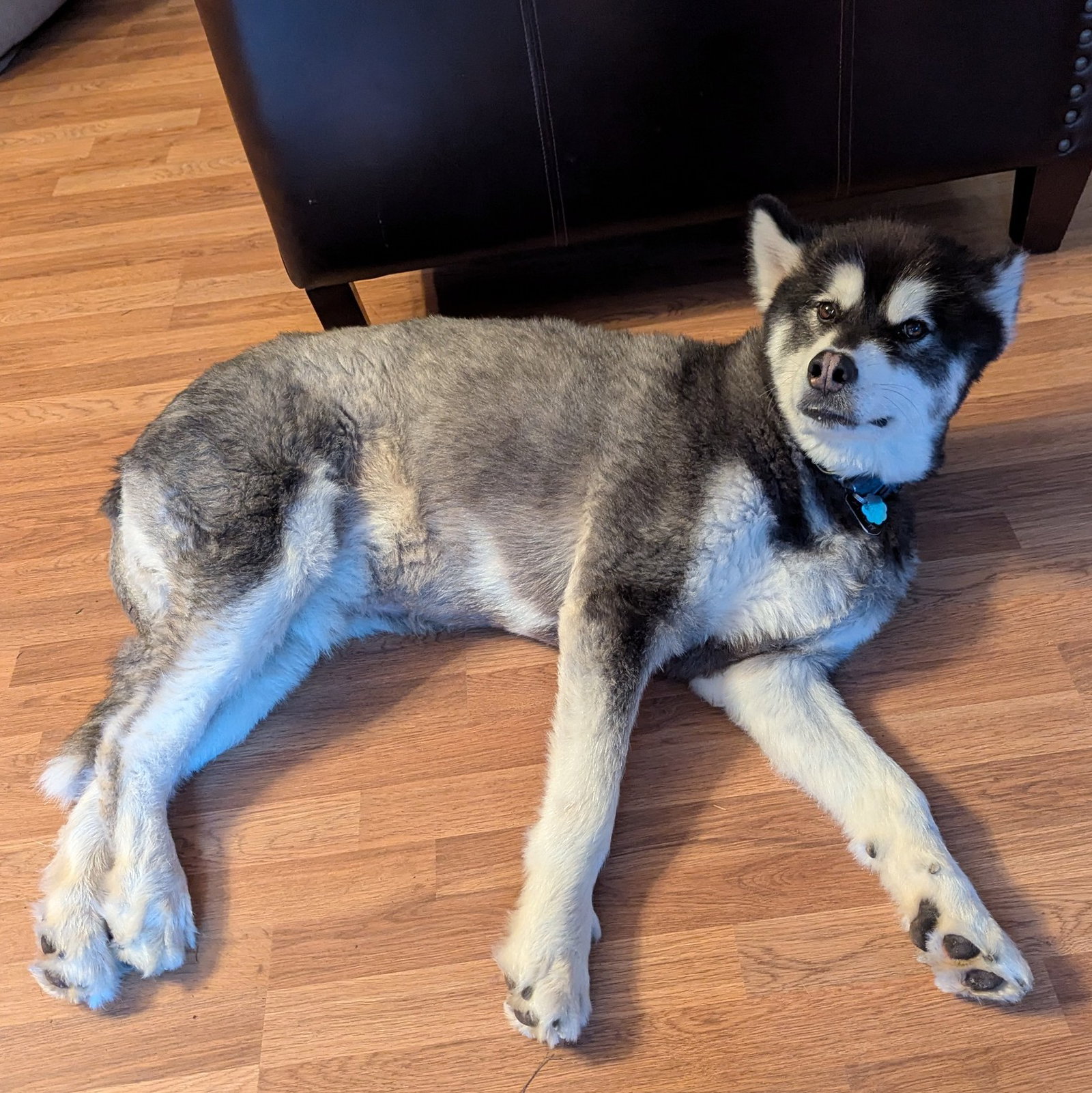 dog-image