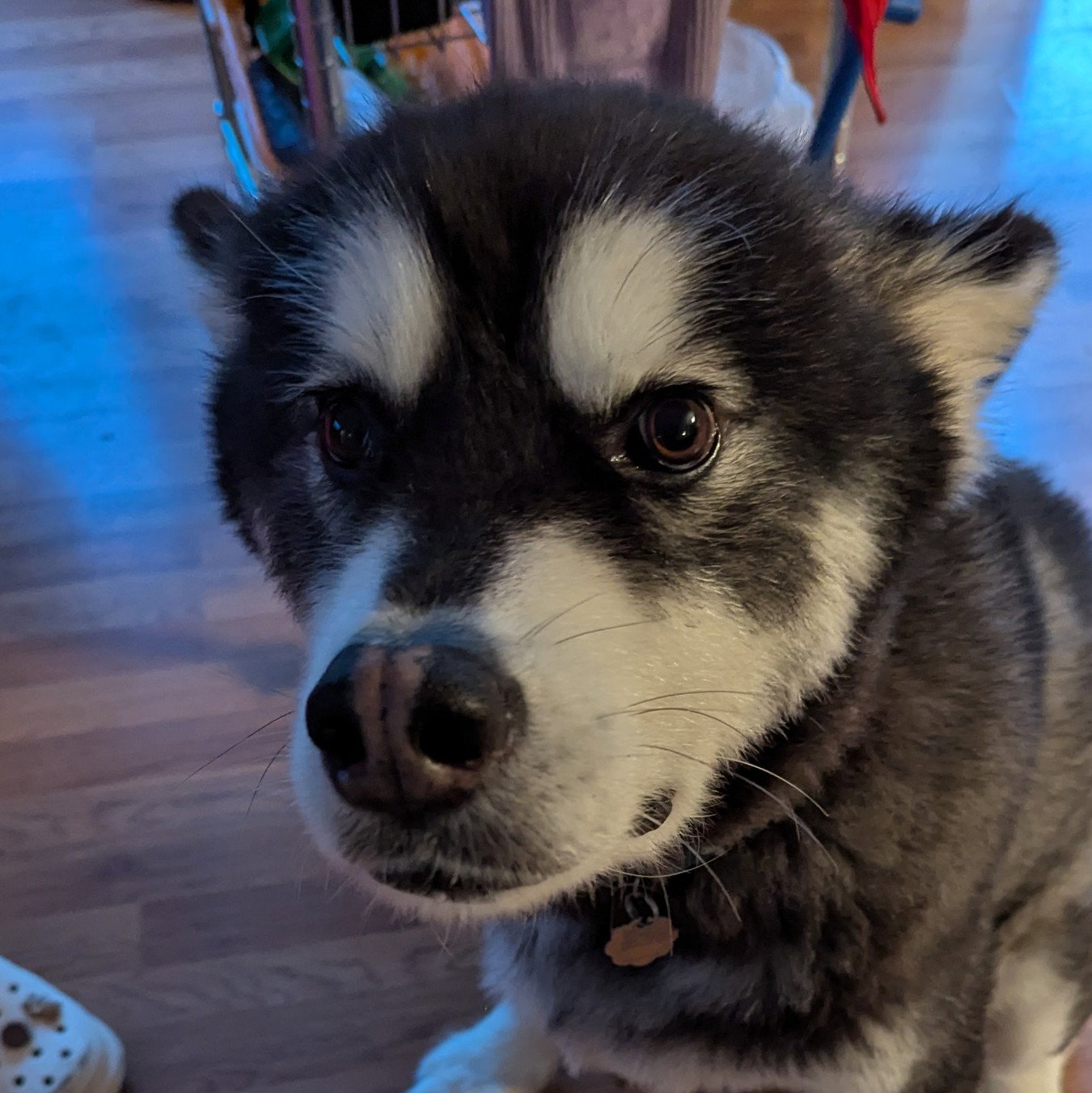 dog-image