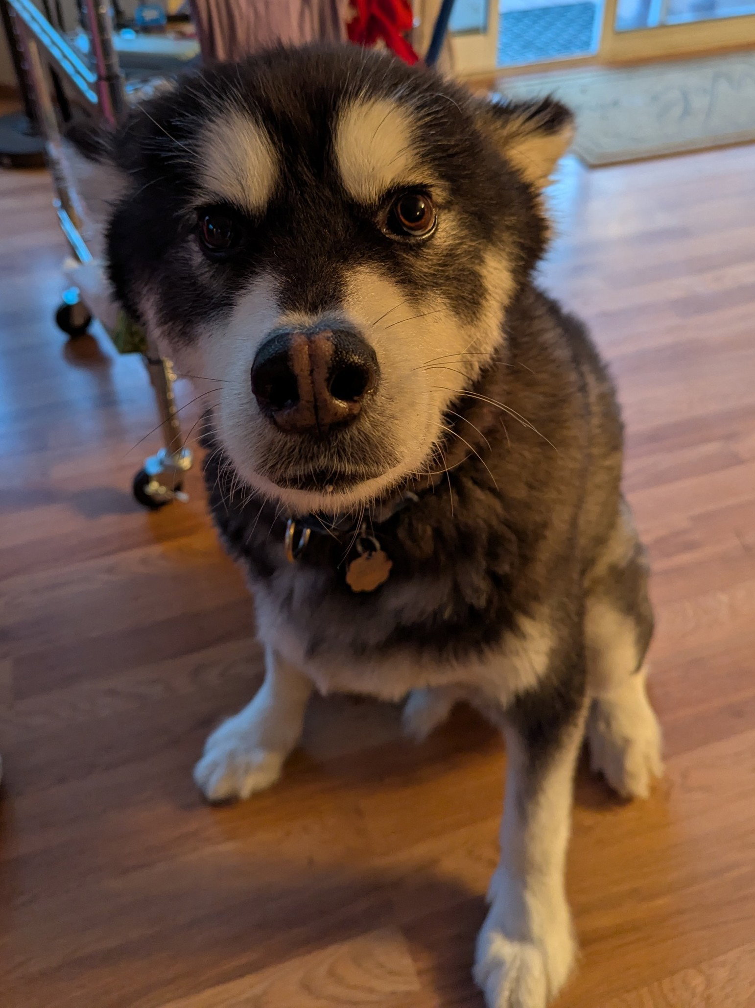 dog-image
