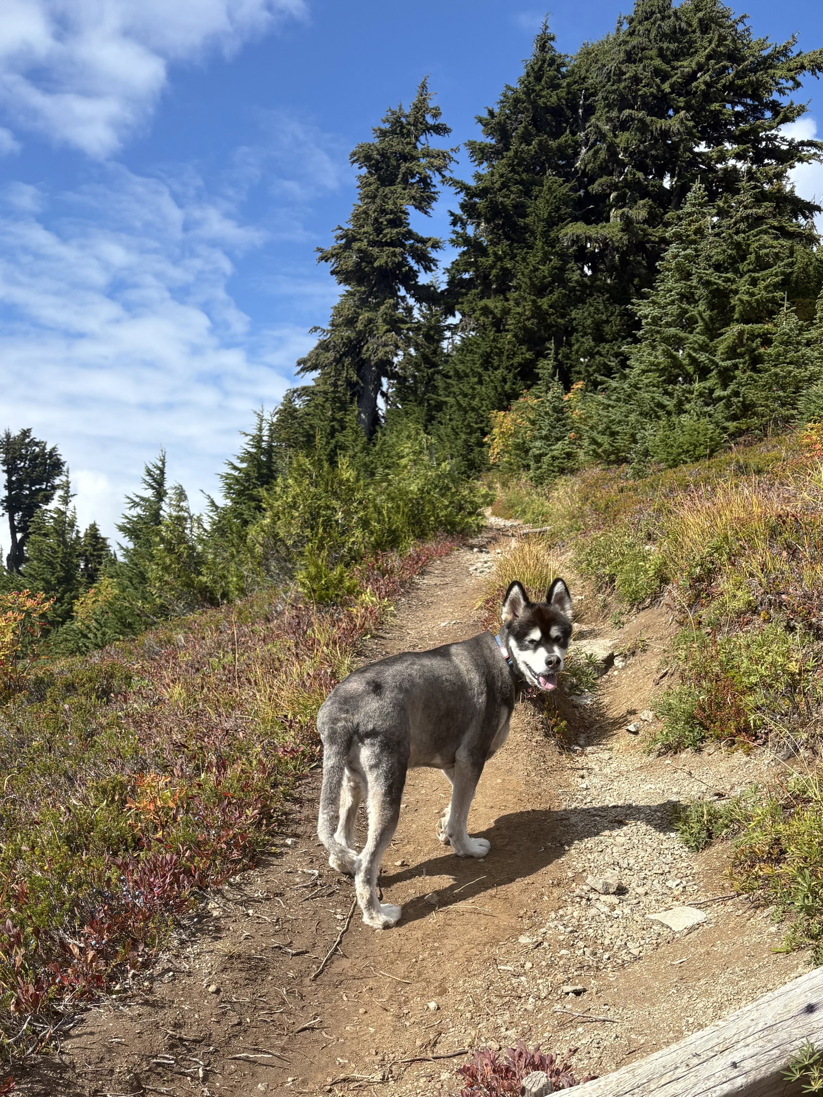 dog-image