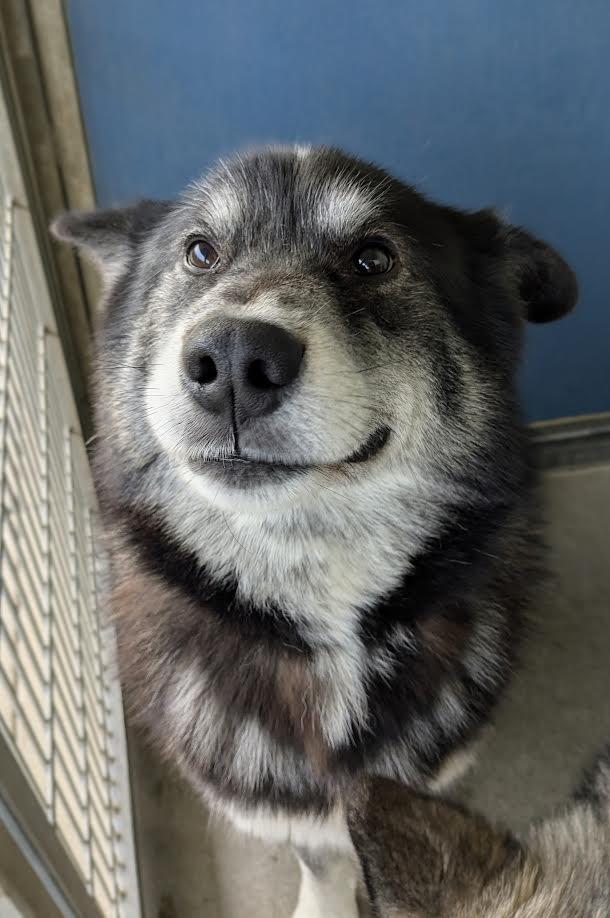 dog-image