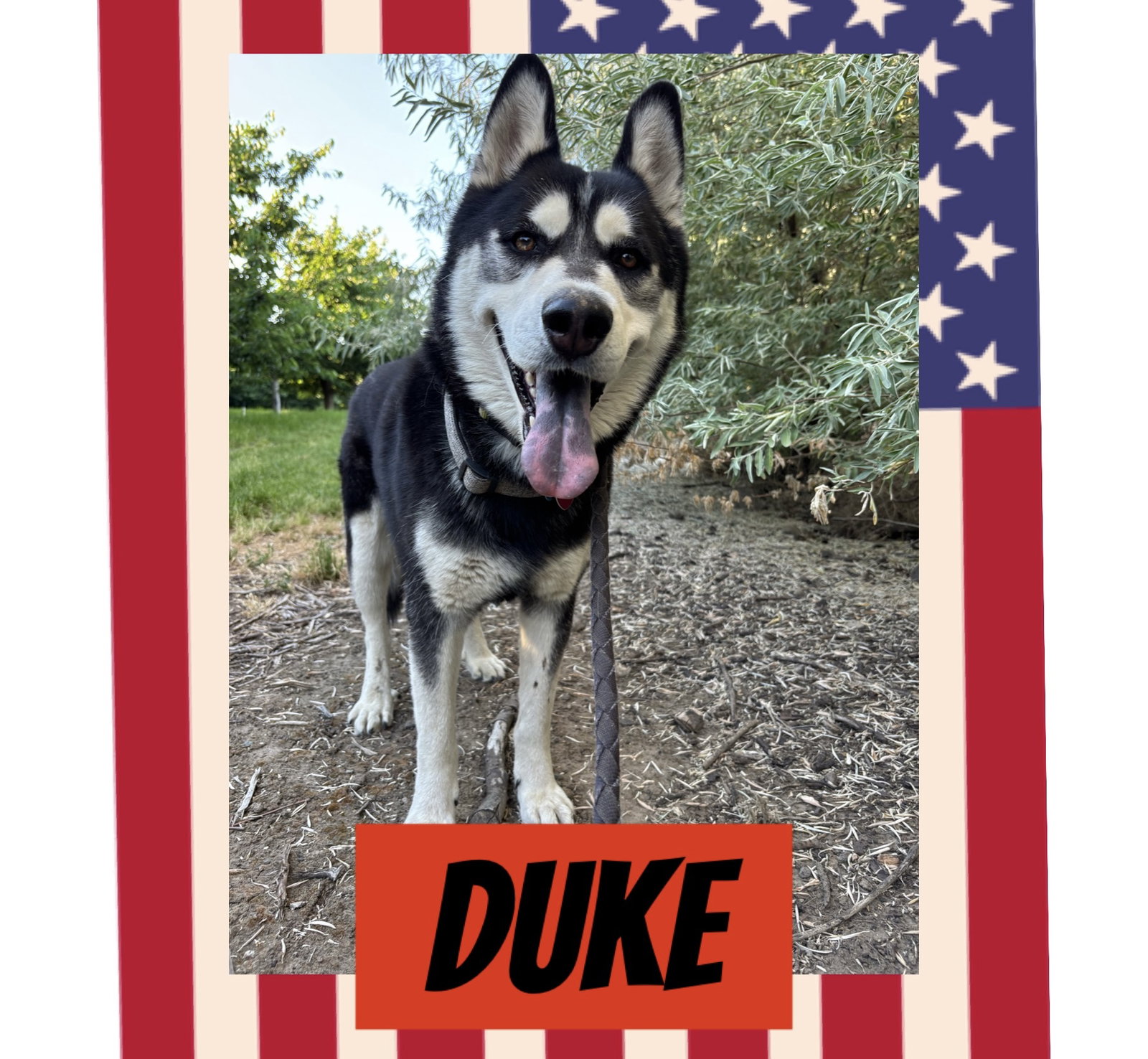 DUKE (Courtesy Listing)