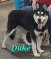 DUKE