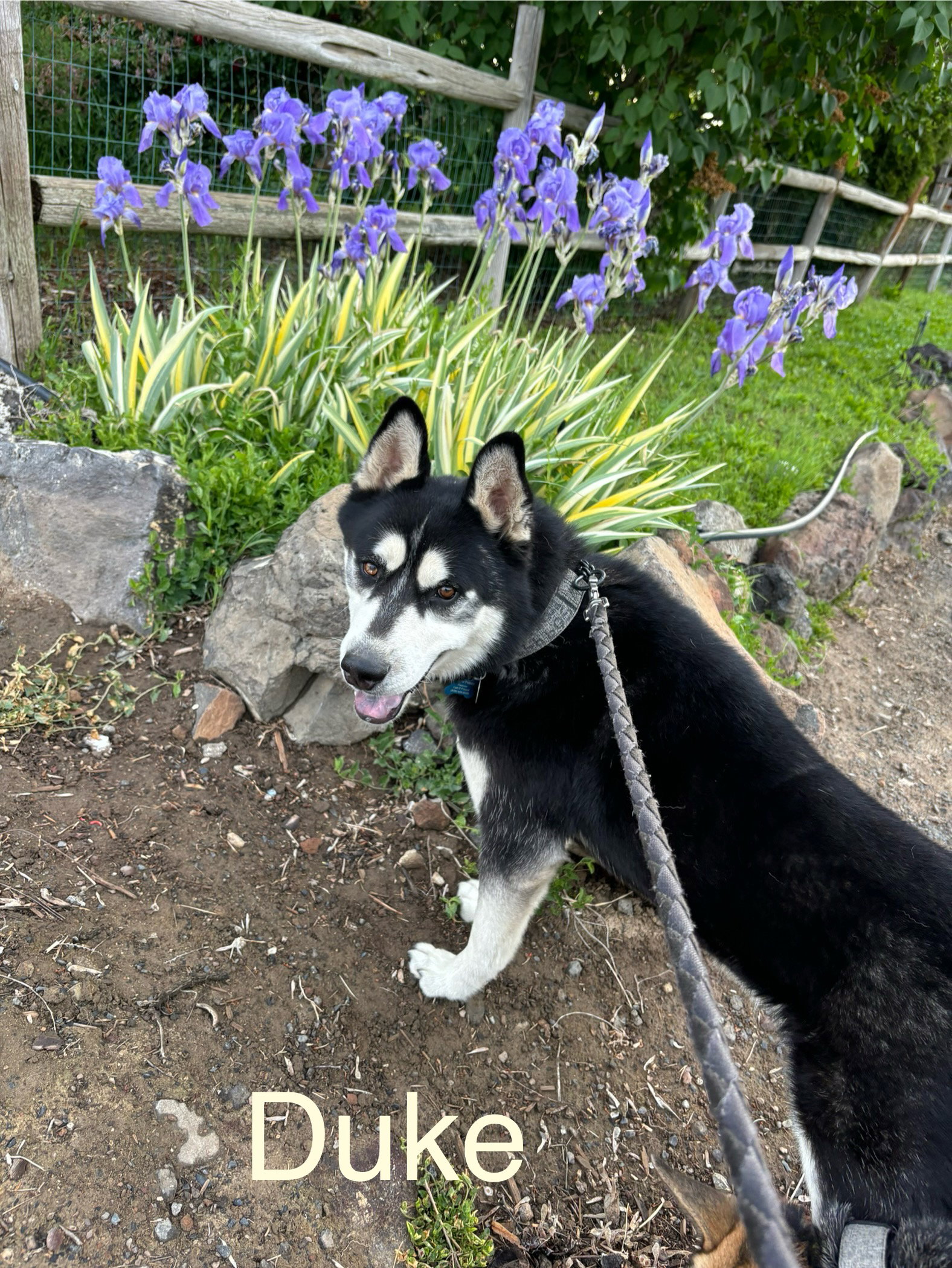 dog-image