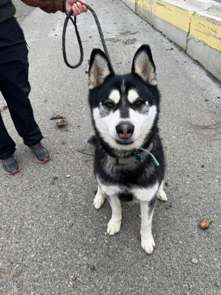 dog-image