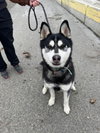 DUKE