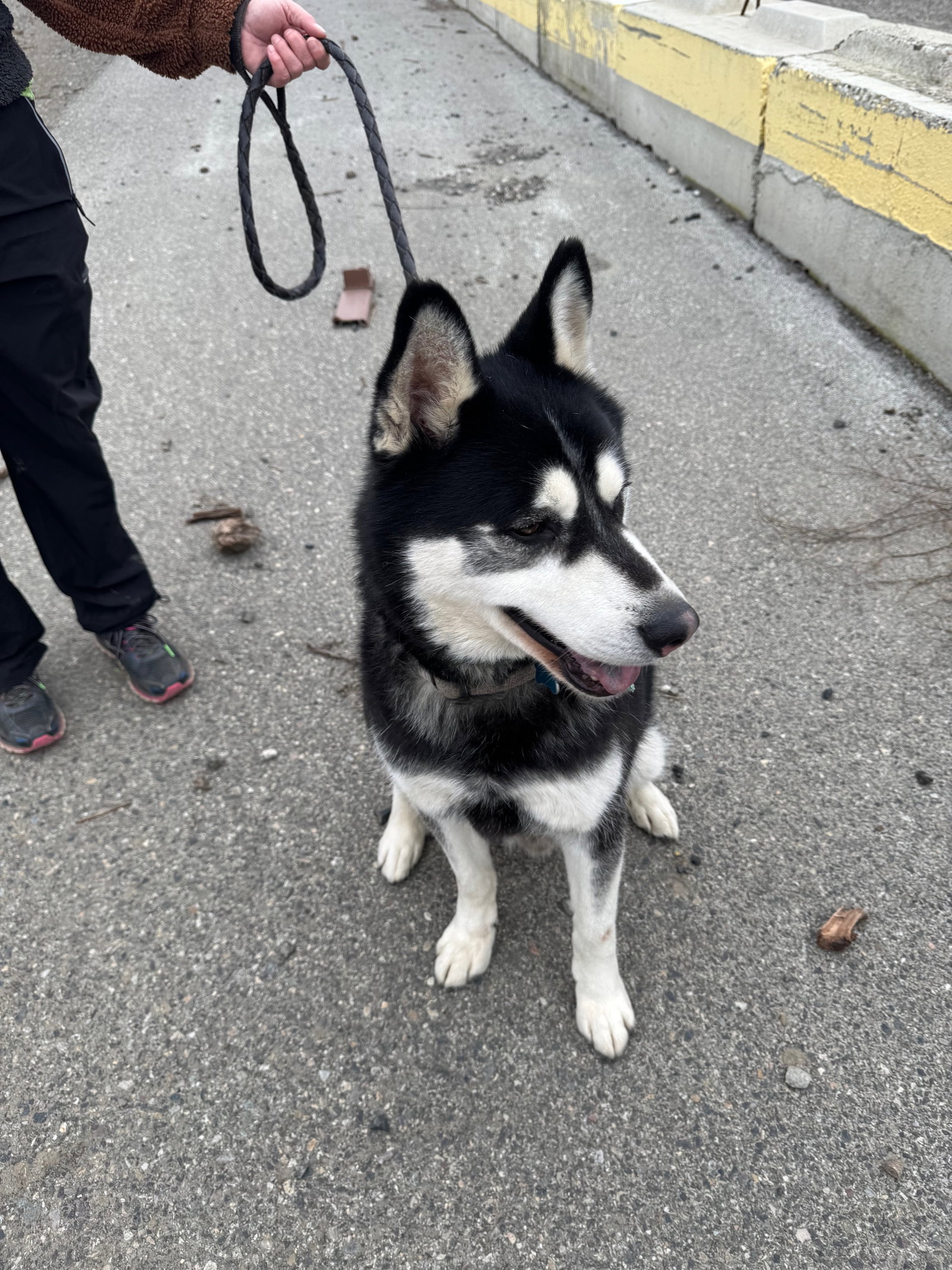 dog-image