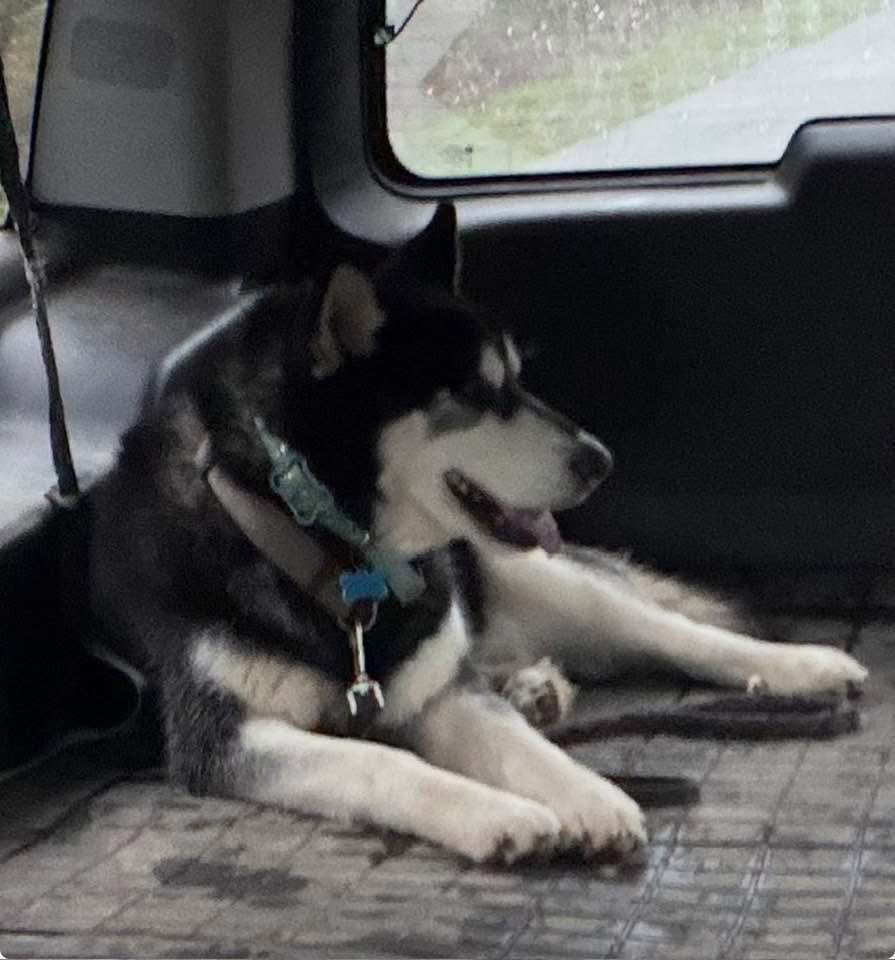 dog-image