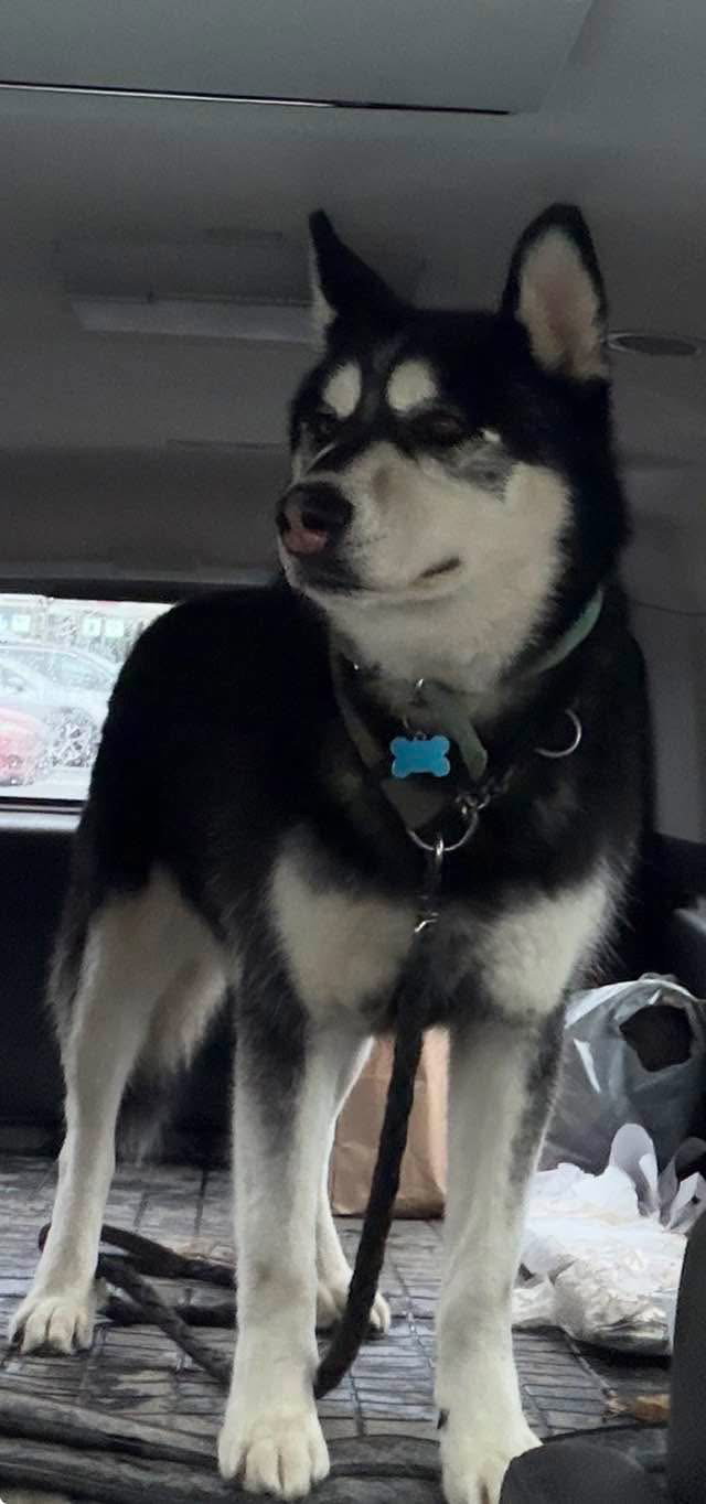 dog-image