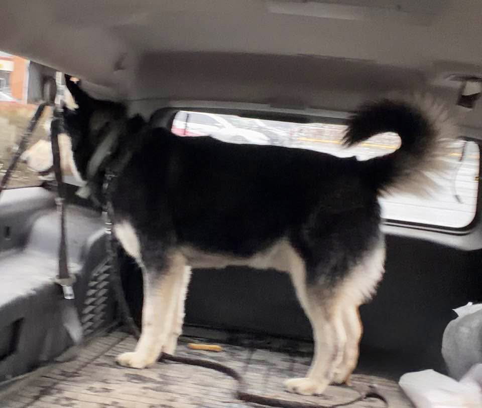 dog-image