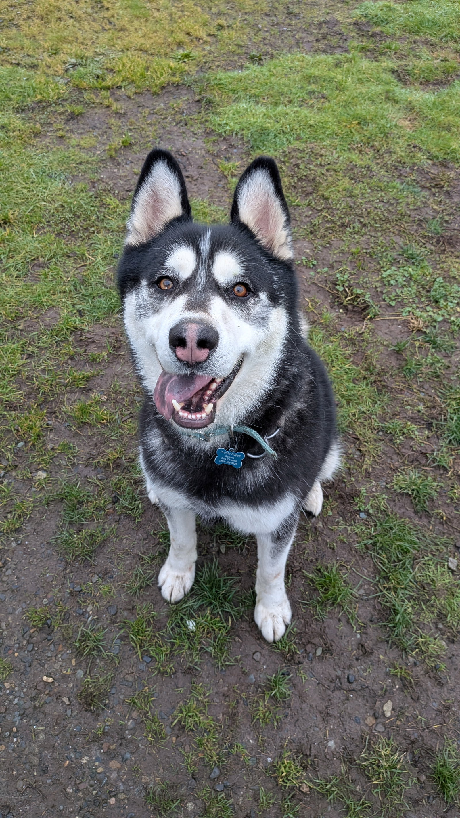 DUKE