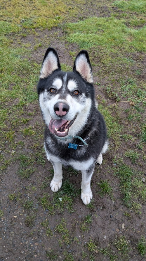 DUKE