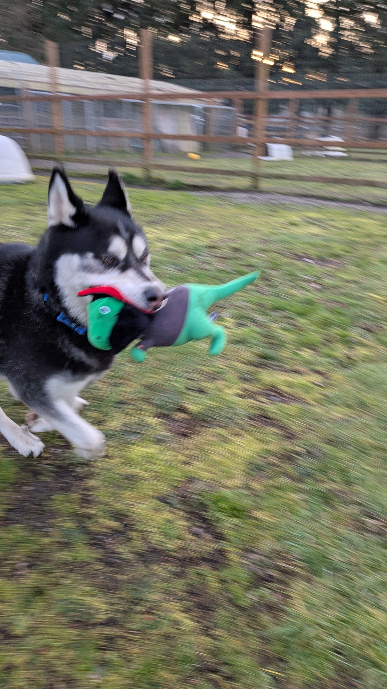 dog-image