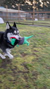DUKE