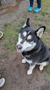 DUKE