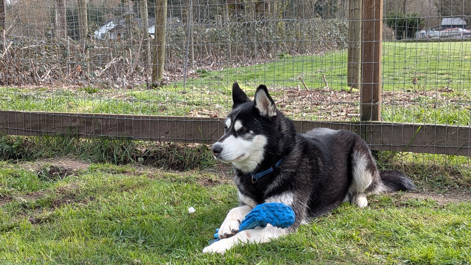 dog-image