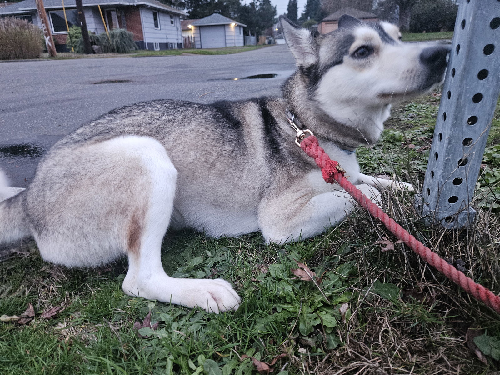 dog-image