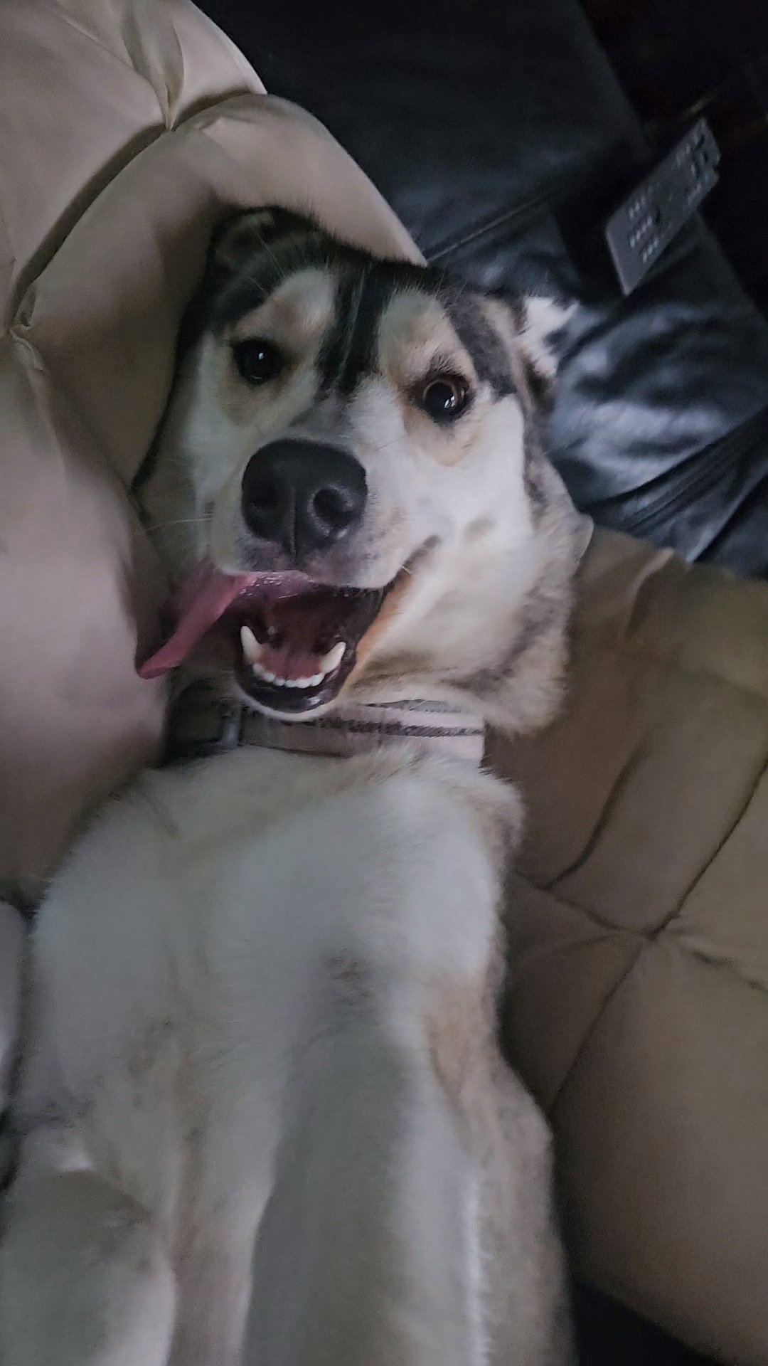 dog-image