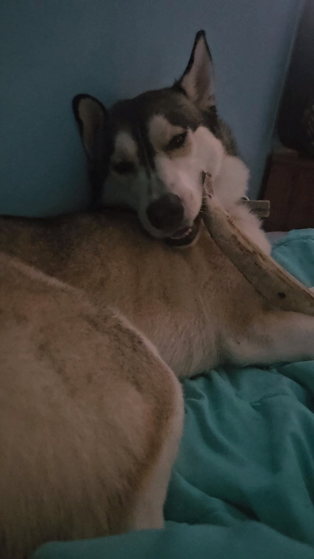 dog-image