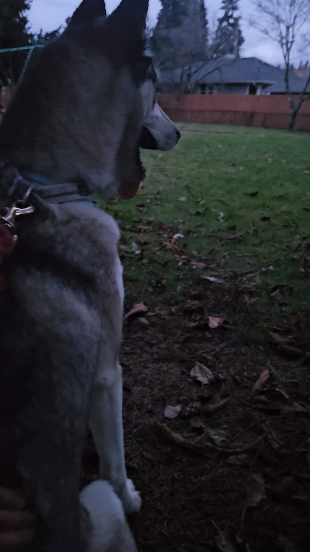 dog-image