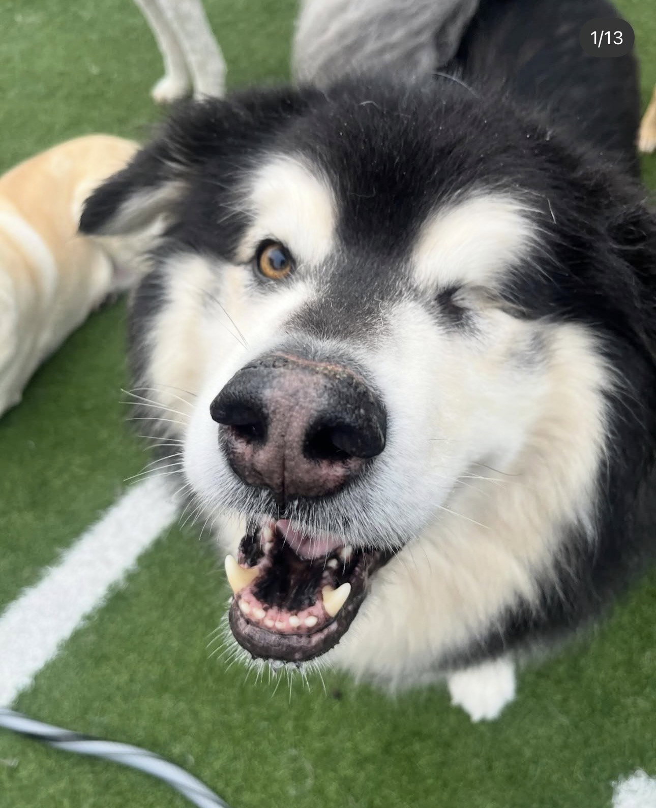 dog-image